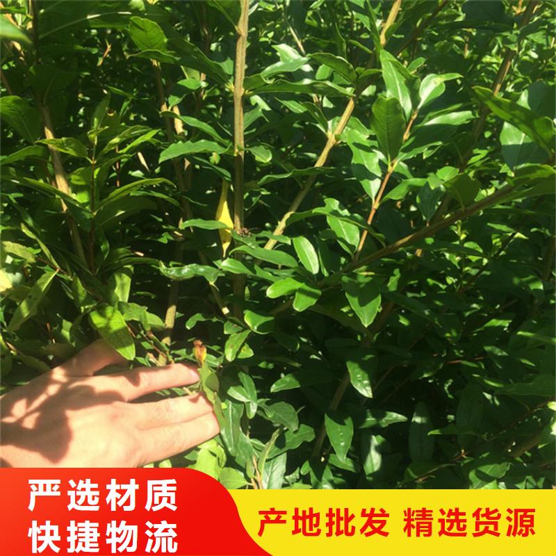 甜籽石榴树苗规格