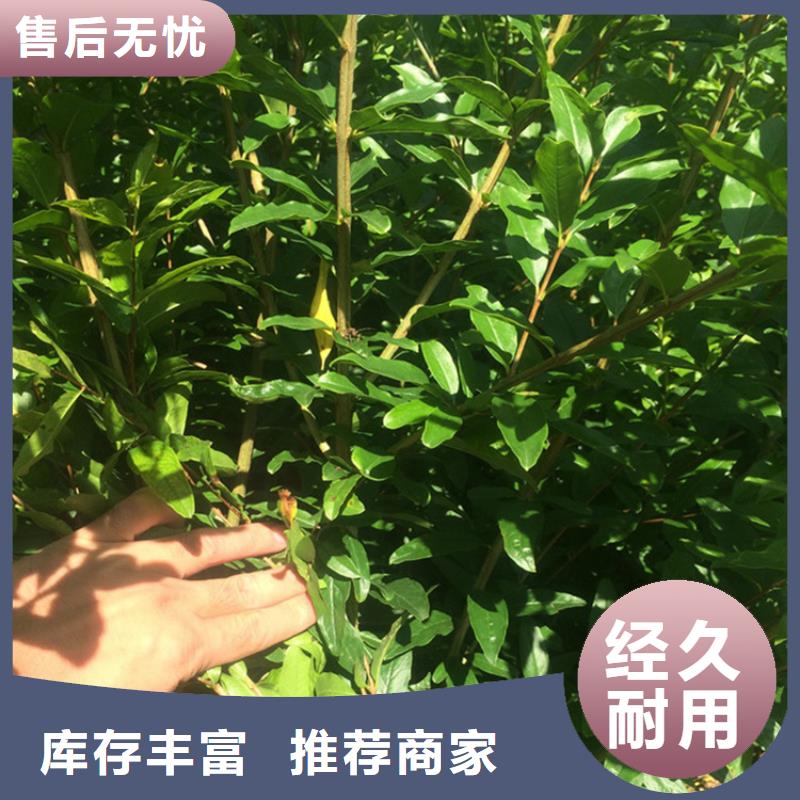 软籽石榴苗一亩地多少棵