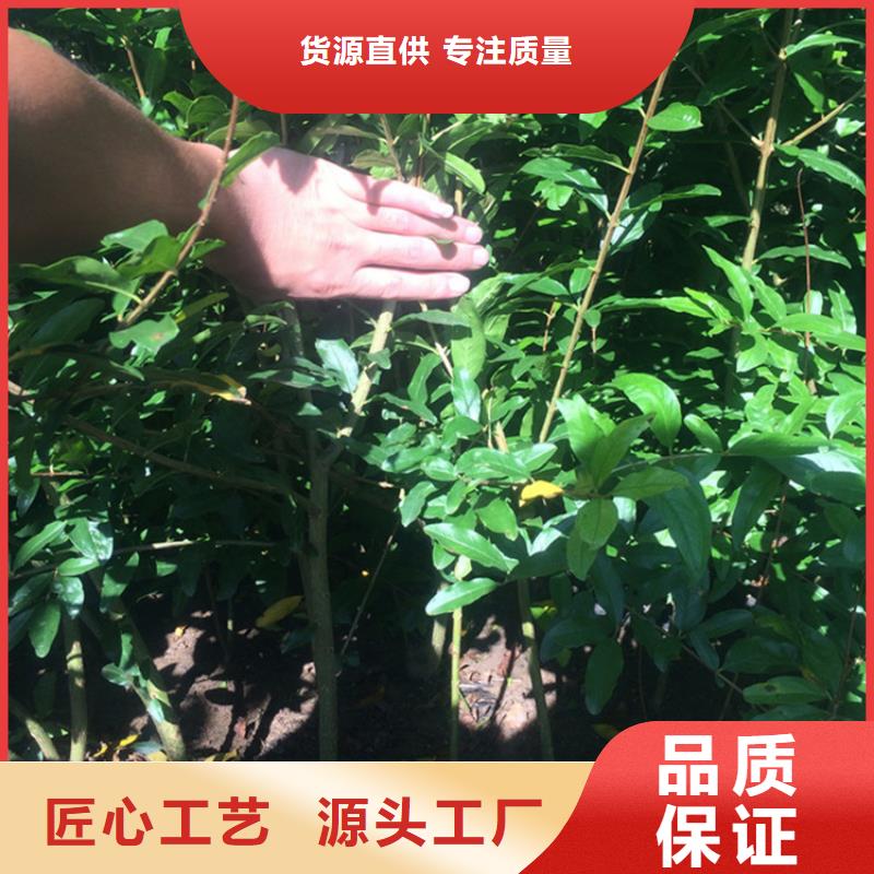 甜籽石榴树苗育苗基地