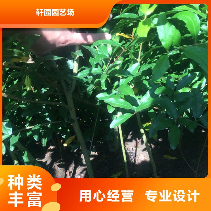 黑籽石榴树苗基地直销