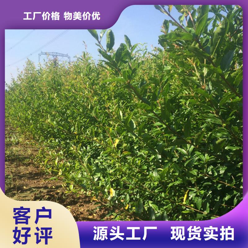 甜籽石榴树苗规格