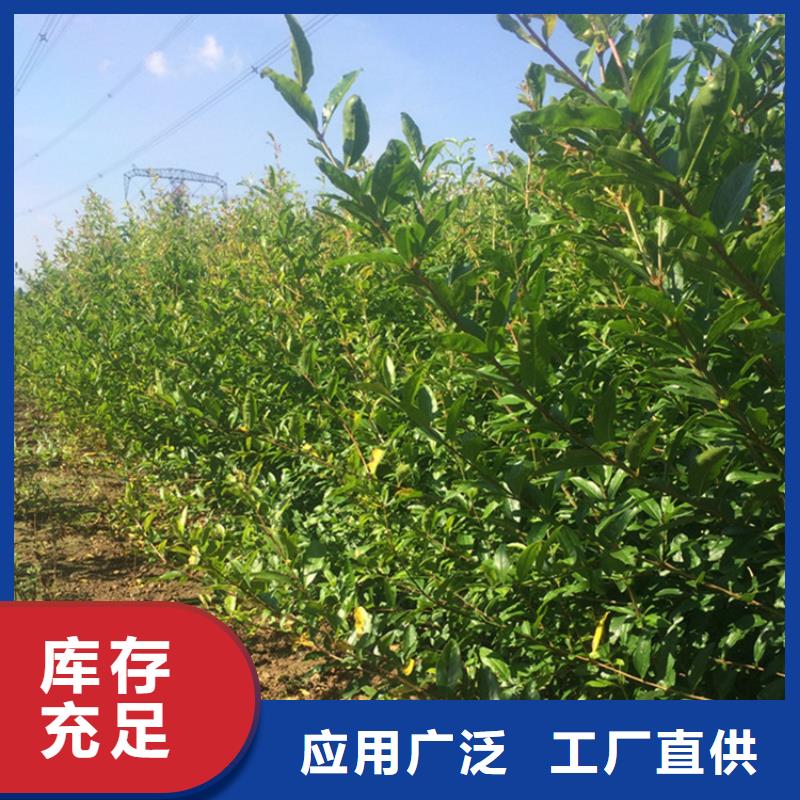 黑籽石榴树苗育苗基地