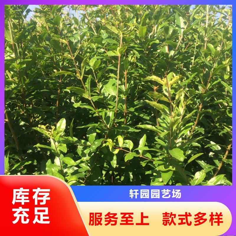 甜籽石榴树新奇品种