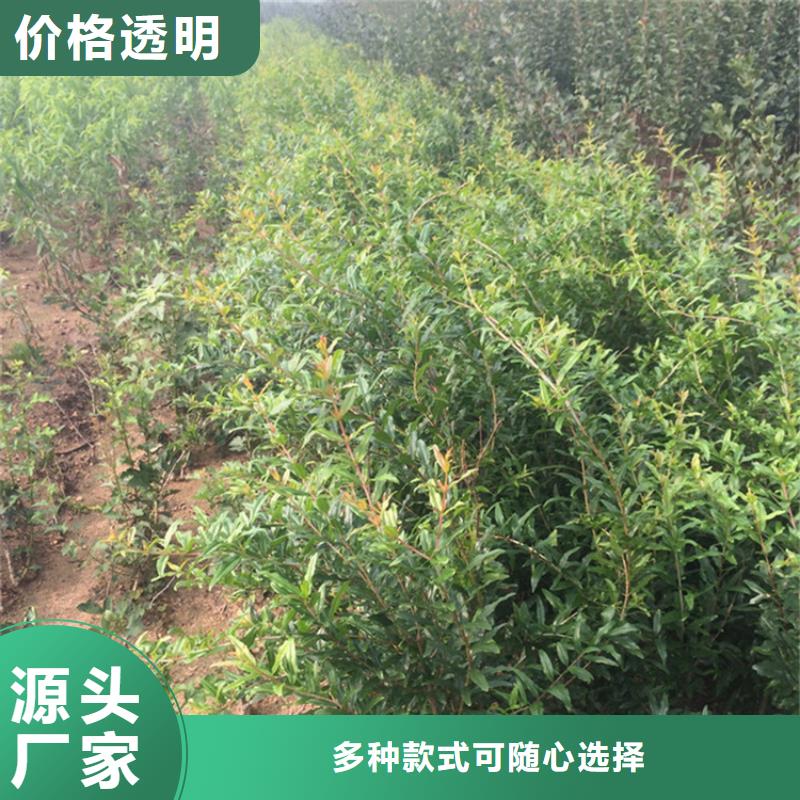 黑籽石榴树苗基地直销