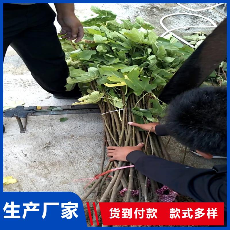无花果桃树苗现货实拍