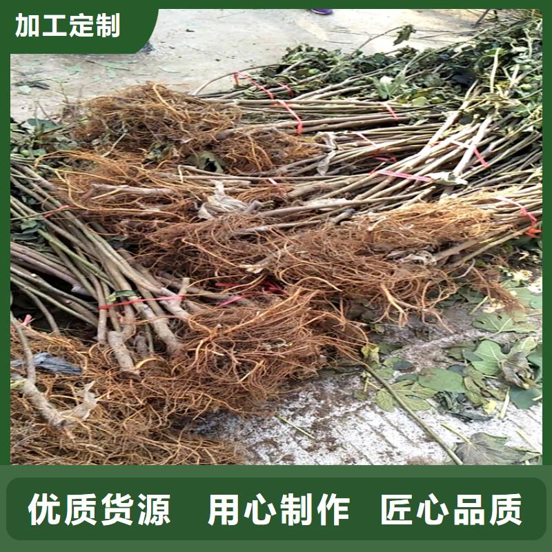 【无花果】,梨树苗资质认证-轩园园艺场(三门峡市分公司)