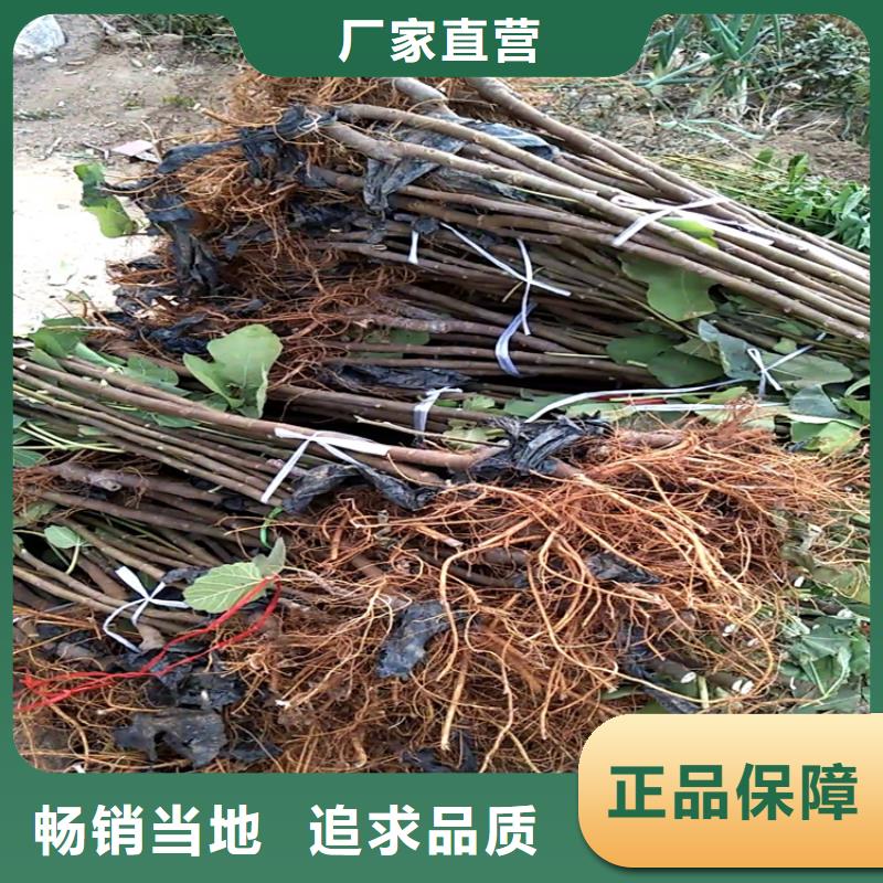 大青皮无花果苗功效与作用及禁忌/轩园园艺场