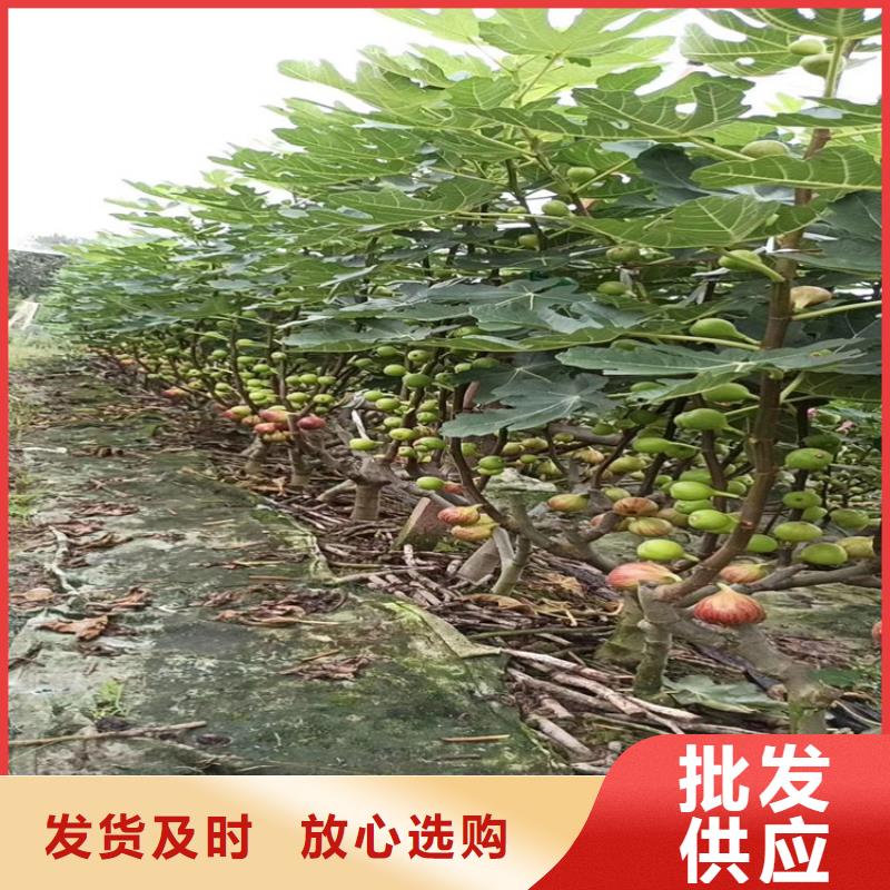 布兰瑞克无花果苗新奇品种/轩园园艺场