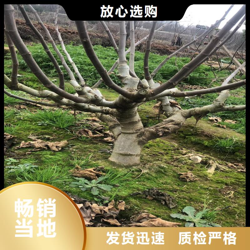 无花果无花果苗准时交付