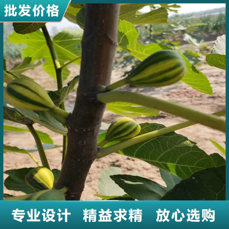 【无花果】,梨树苗资质认证-轩园园艺场(三门峡市分公司)