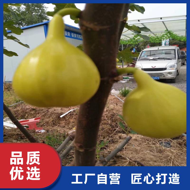 无花果桃树苗现货实拍