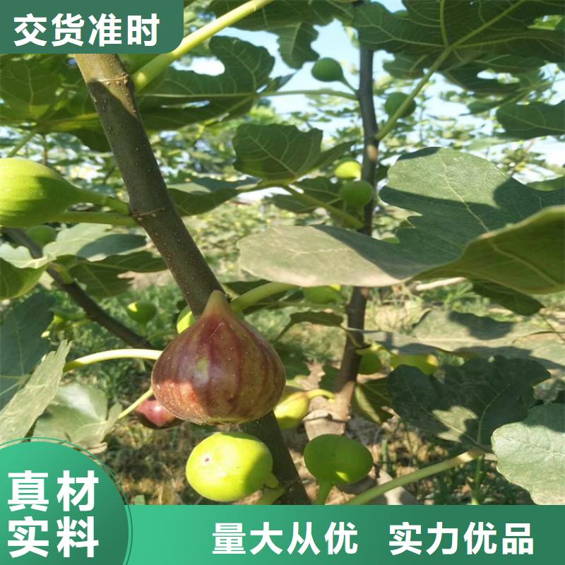 无花果李树苗大品牌值得信赖