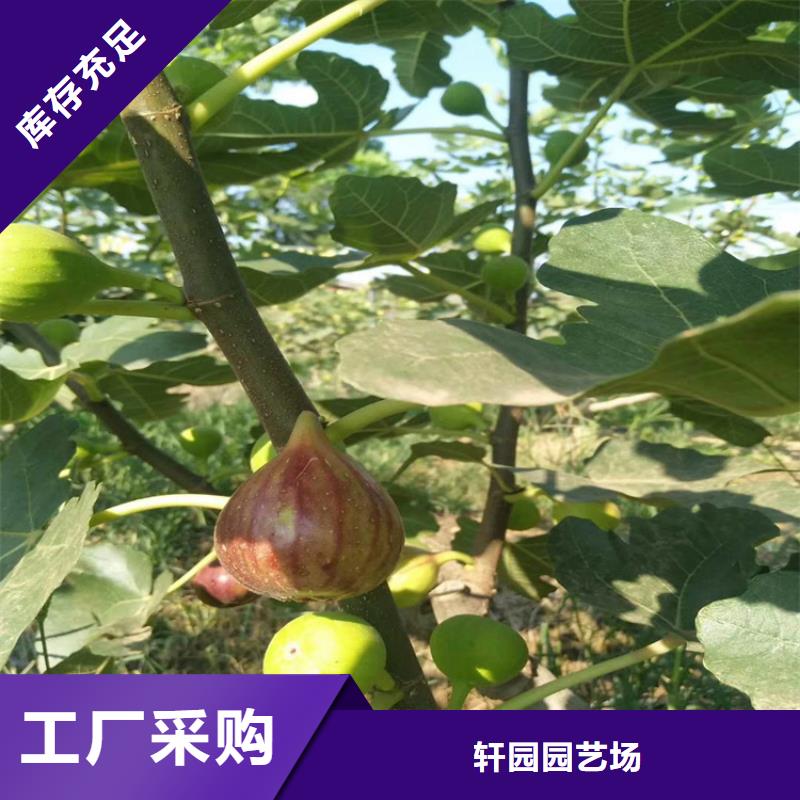 布兰瑞克无花果苗新奇品种/轩园园艺场