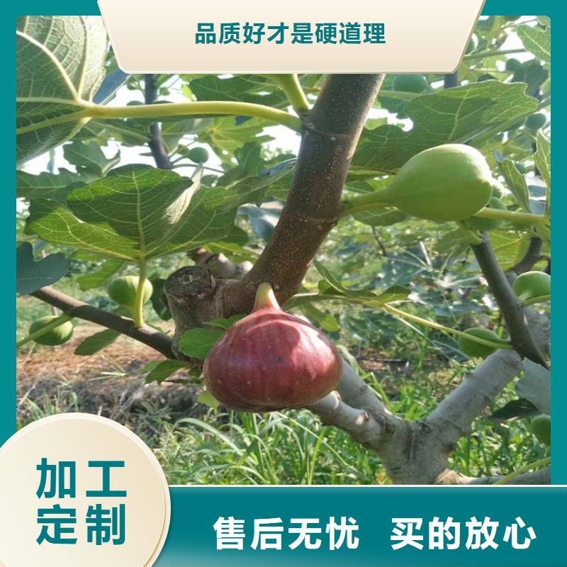 无花果桃树苗现货实拍