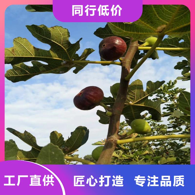 无花果树苗种植管理技术/轩园园艺场