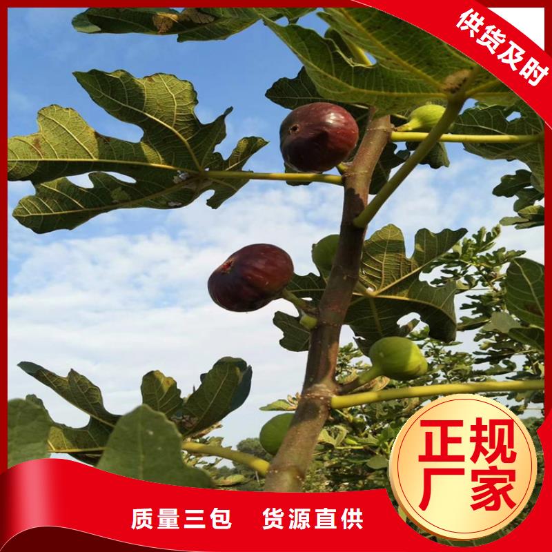 【无花果_花椒苗现货充足】