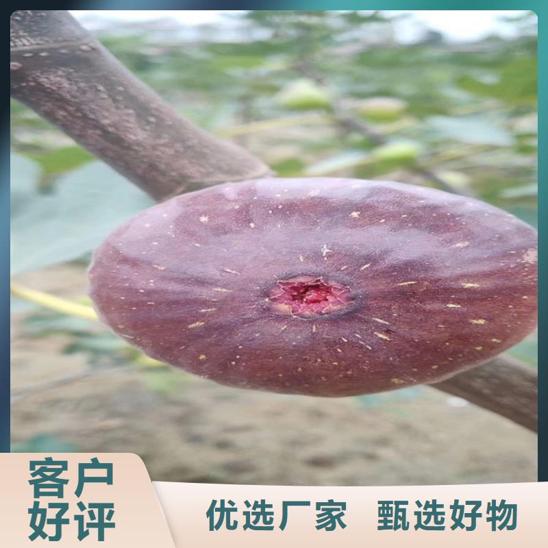 无花果板栗苗厂家现货批发