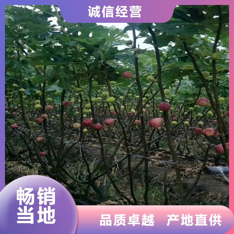 无花果无花果苗准时交付