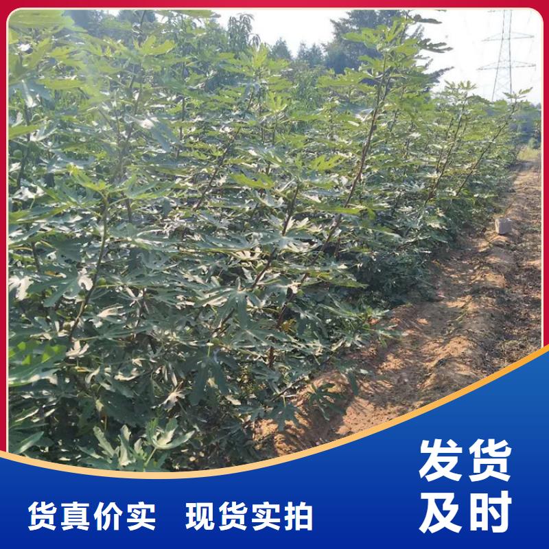 无花果树苗种植管理技术/轩园园艺场