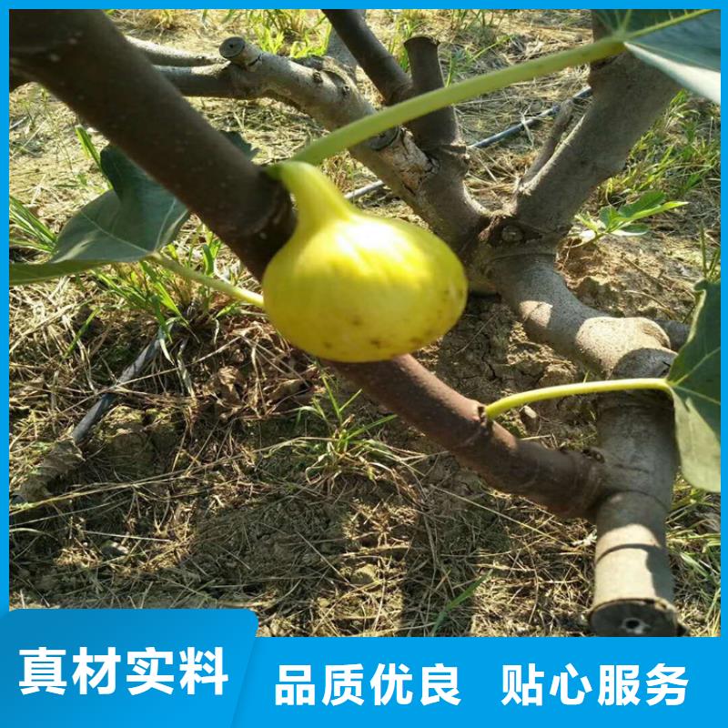 巴劳奈无花果苗什么时间移栽