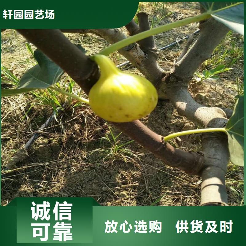 【无花果】_苹果苗讲信誉保质量
