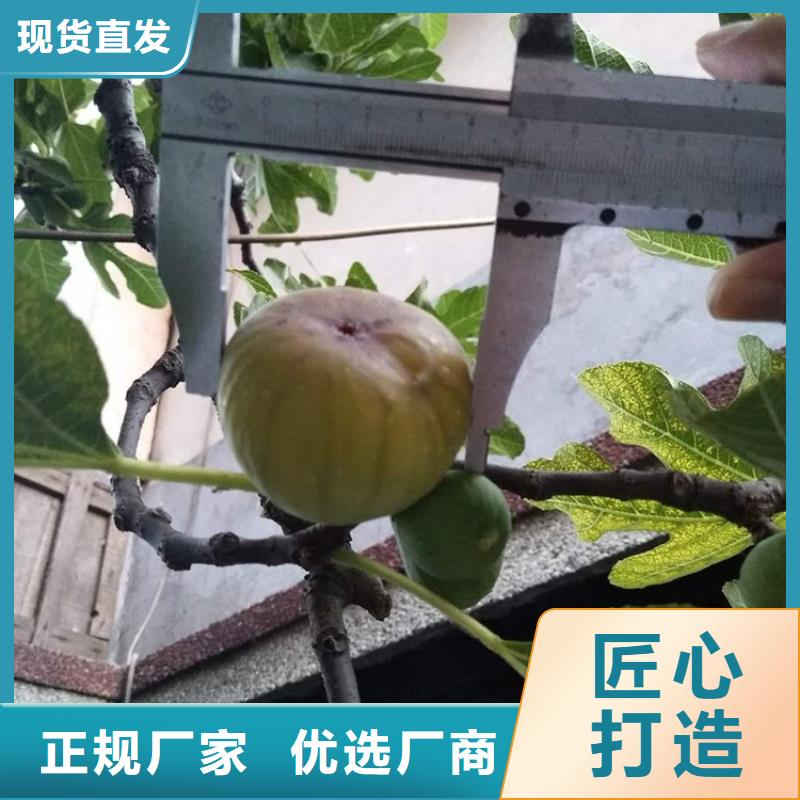 无花果板栗苗厂家现货批发