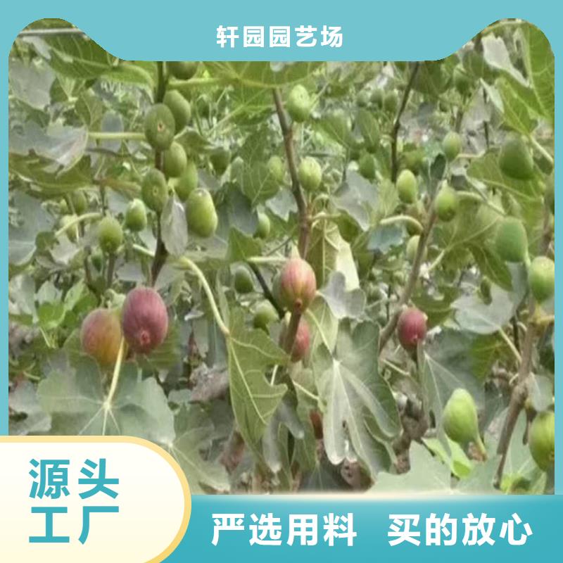 无花果李树苗大品牌值得信赖