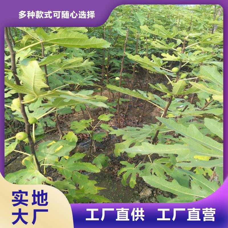 无花果,苹果苗厂家工艺先进