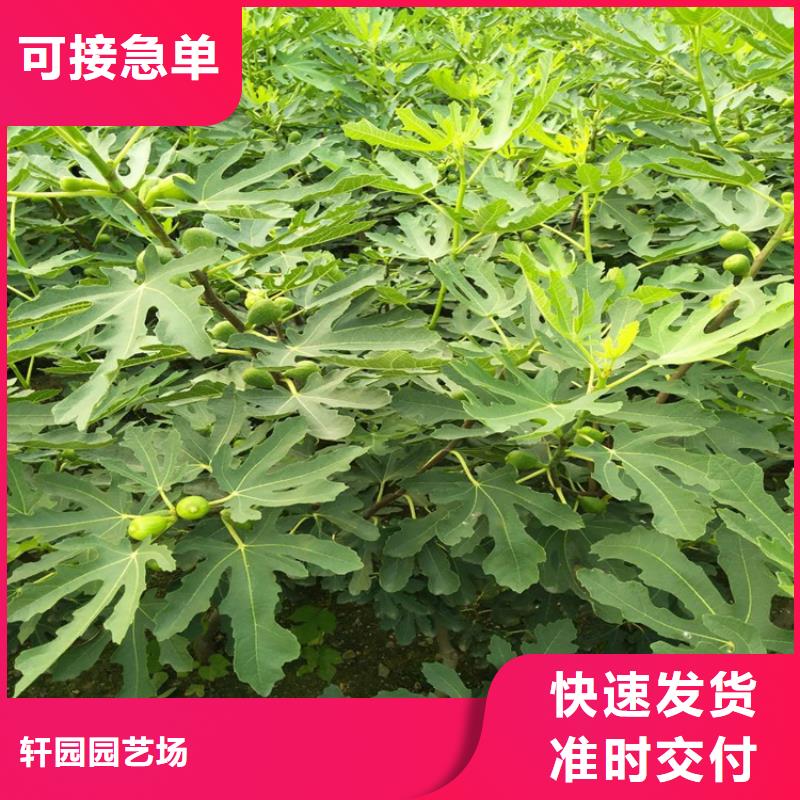 【无花果_花椒苗现货充足】