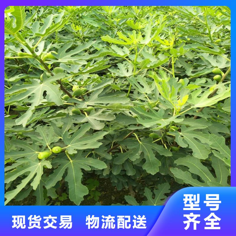 无花果树苗种植管理技术/轩园园艺场