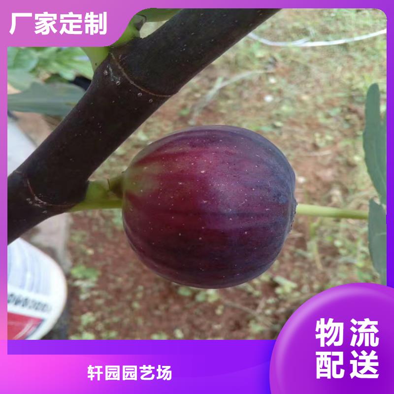 无花果桃树苗现货实拍