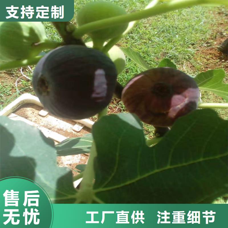 无花果无花果苗准时交付