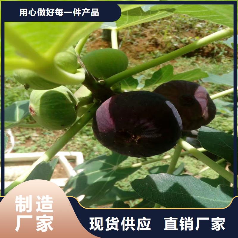 无花果【樱桃苗】多年厂家可靠