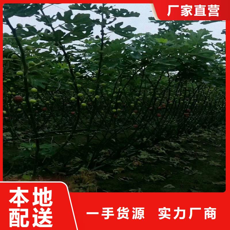布兰瑞克无花果苗新奇品种/轩园园艺场