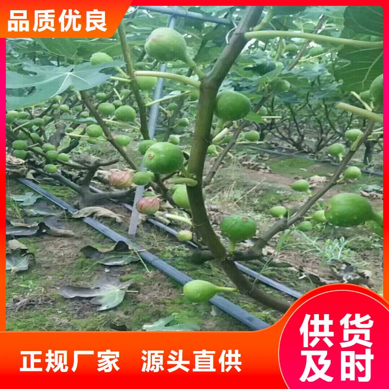 无花果桃树苗定制零售批发