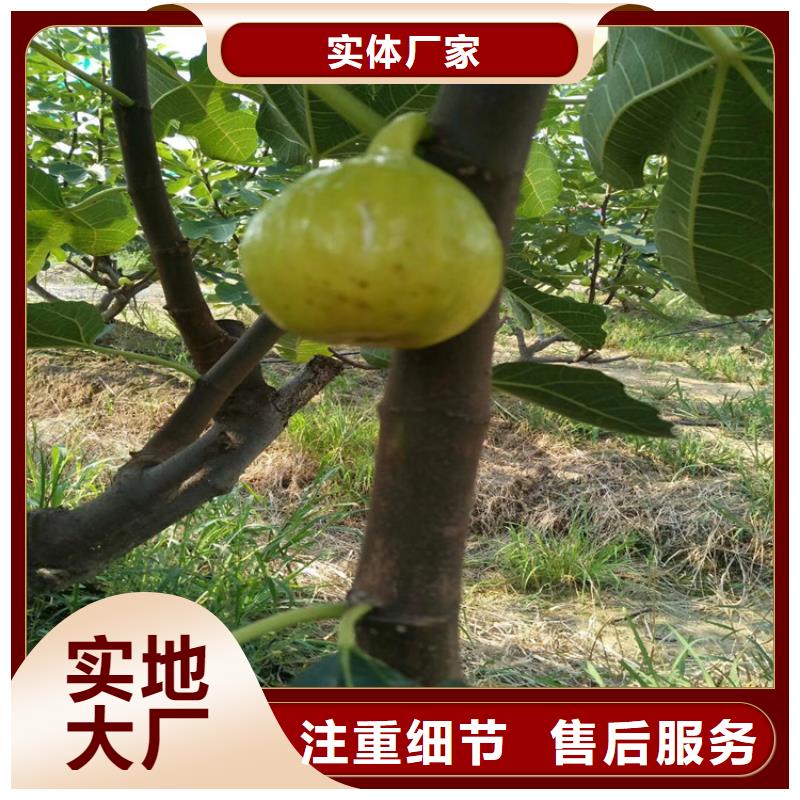 无花果_蓝莓苗好货有保障