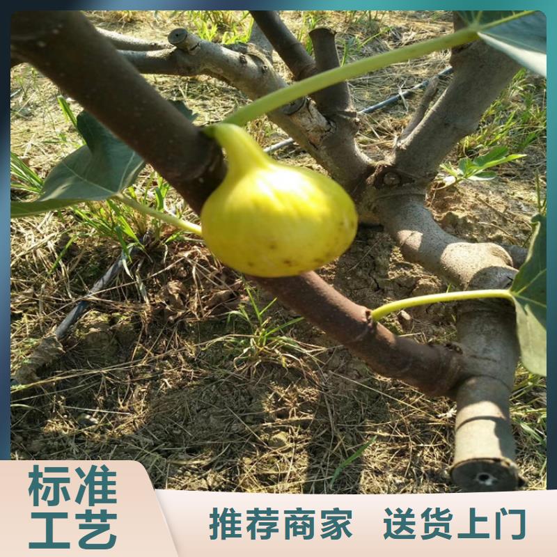 【无花果_花椒苗现货充足】
