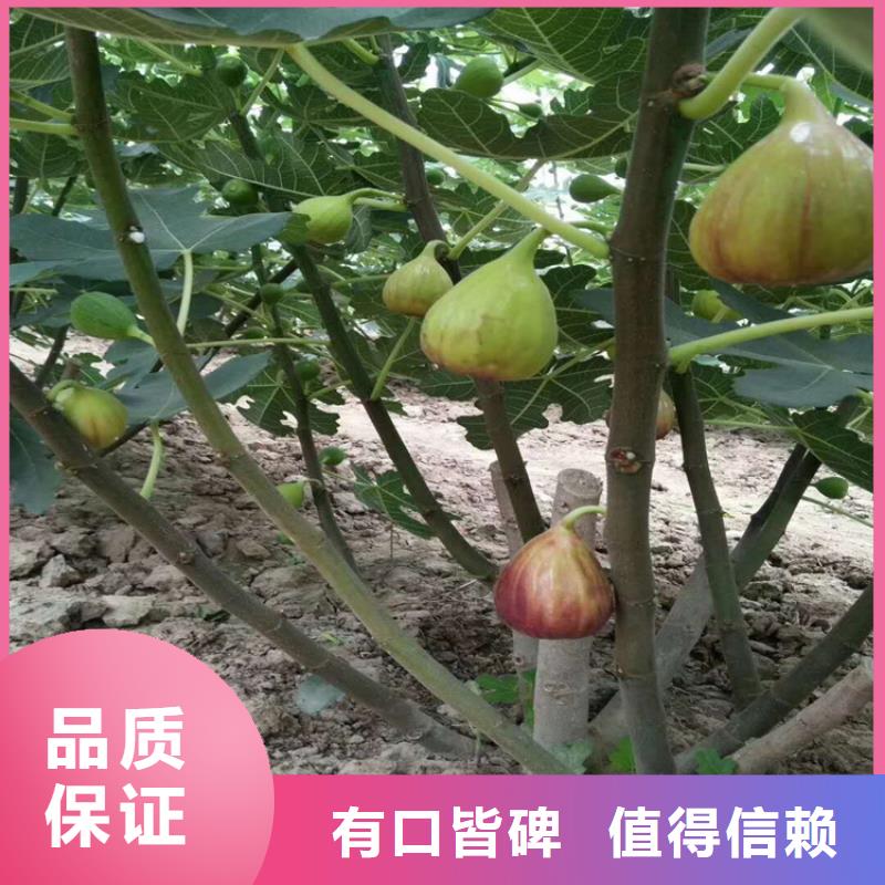 无花果【樱桃苗】多年厂家可靠