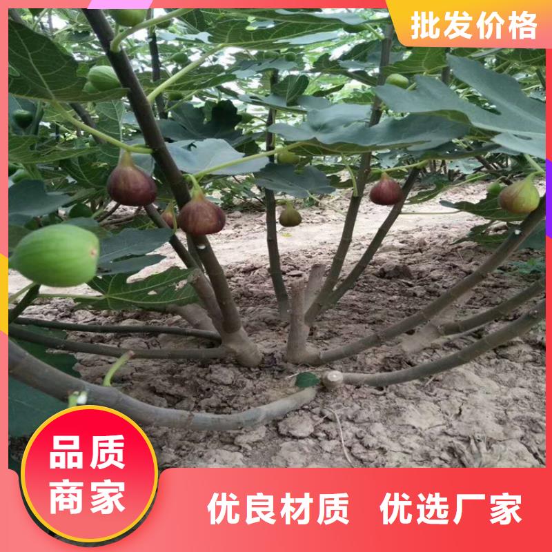 无花果石榴苗现货销售