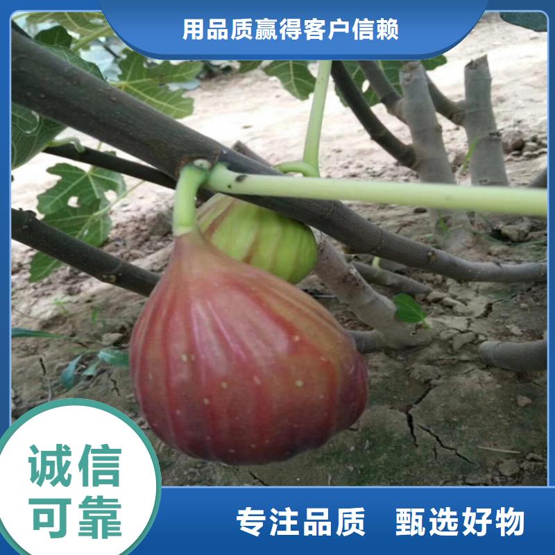 【无花果】,梨树苗资质认证-轩园园艺场(三门峡市分公司)