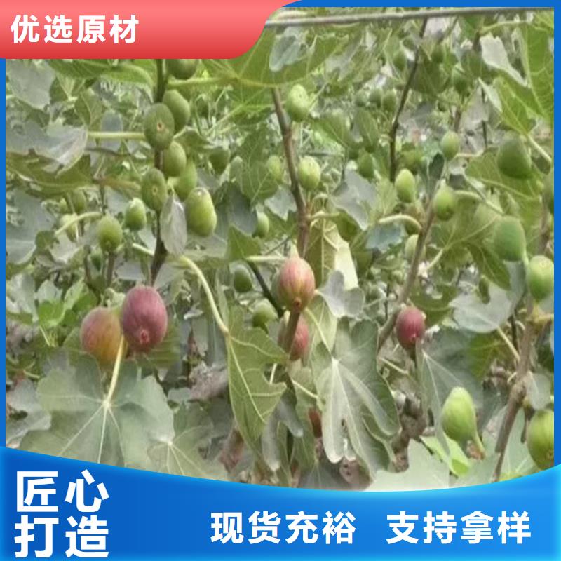 无花果樱桃苗优质原料