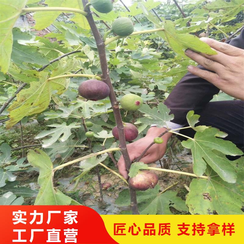 无花果桃树苗现货实拍