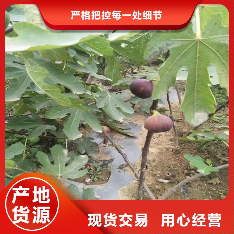 无花果,苹果苗厂家工艺先进