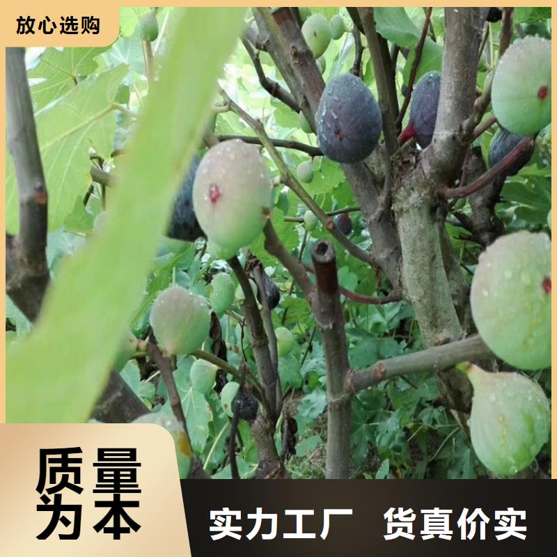 巴劳奈无花果苗什么时间移栽