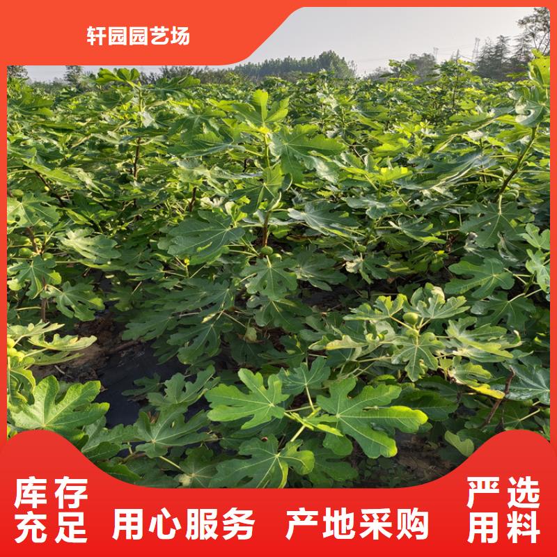 无花果板栗苗厂家现货批发