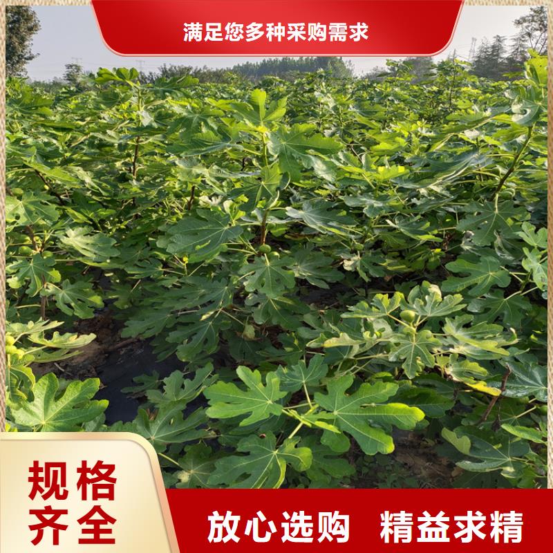 【无花果】,梨树苗资质认证-轩园园艺场(三门峡市分公司)