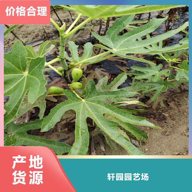无花果苹果苗工厂直供