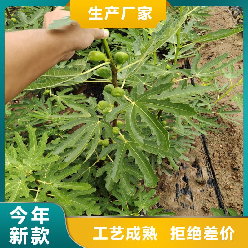 无花果板栗苗厂家现货批发