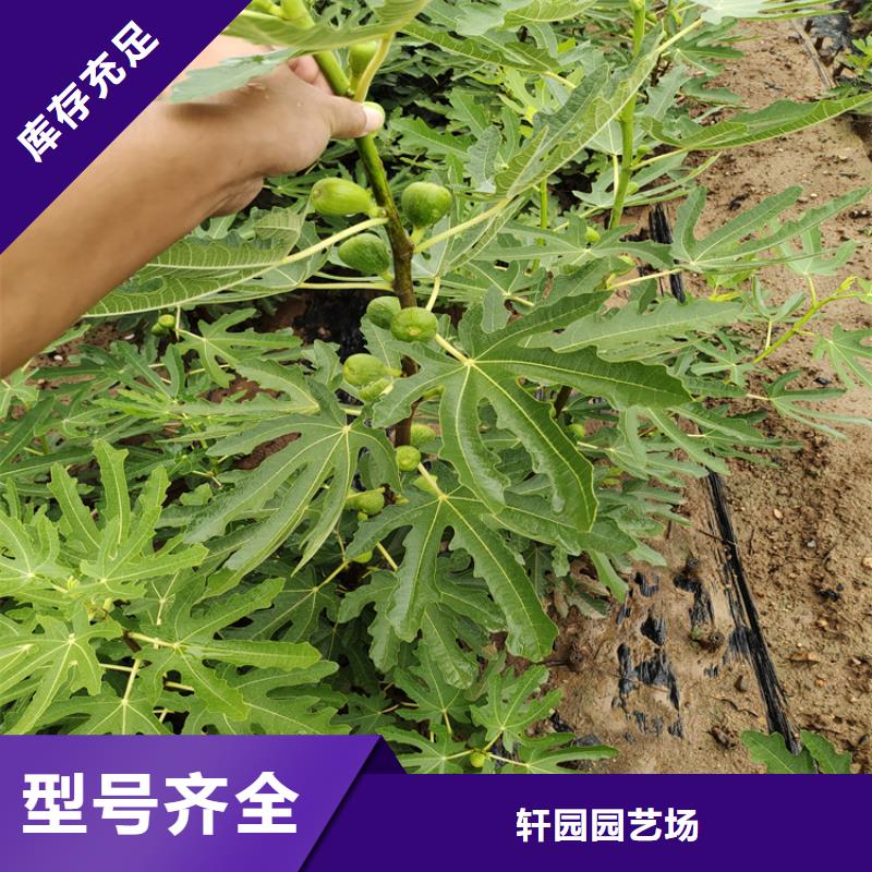 无花果板栗苗厂家现货批发