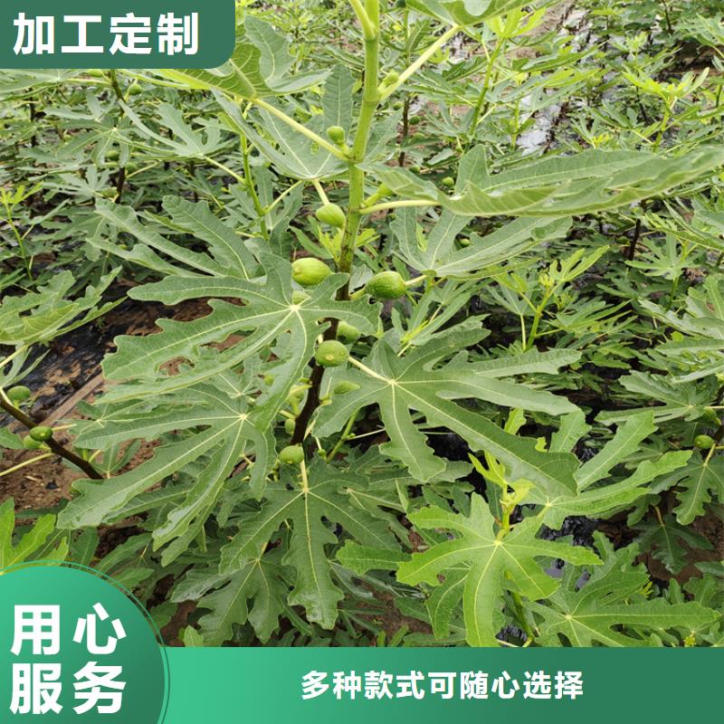 【无花果】,梨树苗资质认证-轩园园艺场(三门峡市分公司)